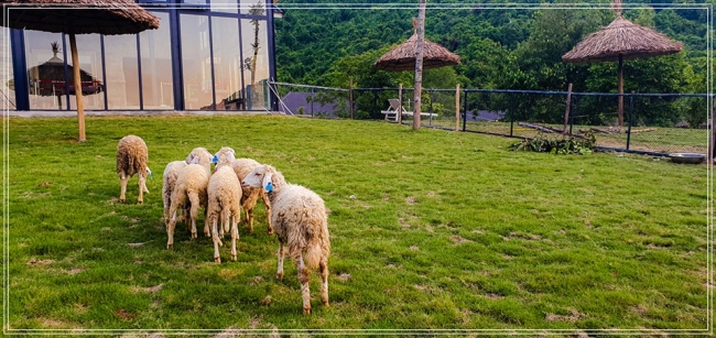 trại cừu núi Bạch Mã