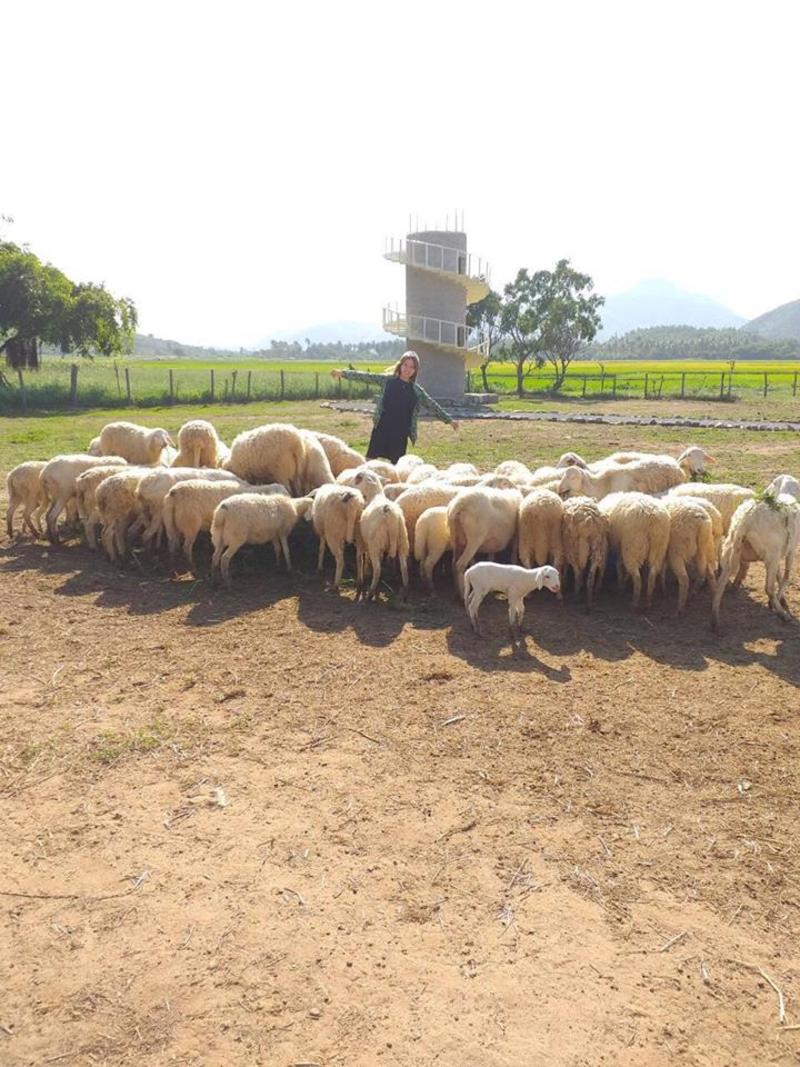 Đồng cừu suối Tiên với điểm nhấn là đàn cừu khoảng 100 con