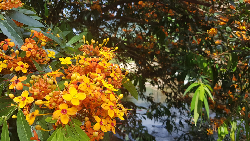 Cận cảnh vẻ đẹp của hoa ‘ri’ hay còn gọi là hoa ‘trang rừng’.