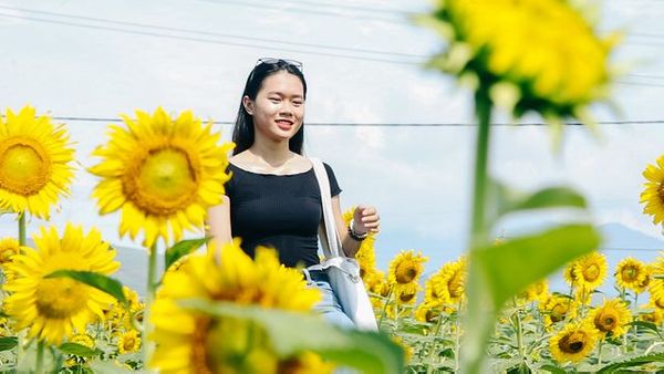 Cánh đồng hoa hướng dương rực rỡ ở ngoại ô Đà Nẵng