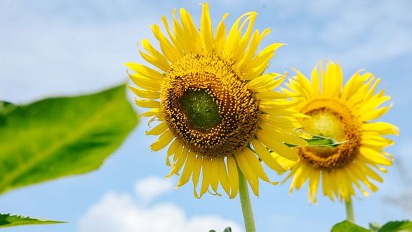 Hoa hướng dương ánh vàng trong nắng hè Đà thành