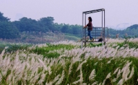 Ngắm cánh đồng cỏ lau trắng muốt đẹp như phim Hàn ở Đà Nẵng